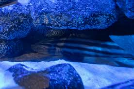 Image result for Poroderma africanum