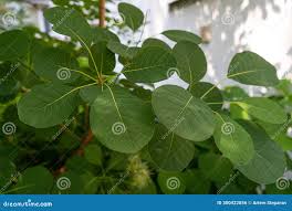 Attēlu rezultāti vaicājumam “Cotinus coggygria leaf”