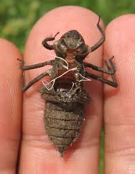 Attēlu rezultāti vaicājumam “Libellula quadrimaculata”