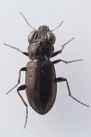 Attēlu rezultāti vaicājumam “Notiophilus germinyi”