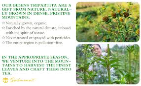 Attēlu rezultāti vaicājumam “Bidens tripartita fruit”