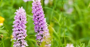 Attēlu rezultāti vaicājumam “Dactylorhiza fuchsii leaf”