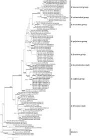 Attēlu rezultāti vaicājumam “Bacidia subincompta”