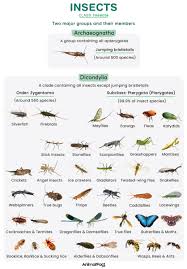 Attēlu rezultāti vaicājumam “Insecta”