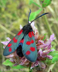 Attēlu rezultāti vaicājumam “Zygaena filipendulae”