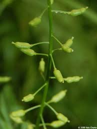 Attēlu rezultāti vaicājumam “Rorippa palustris fruit”
