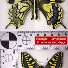 Attēlu rezultāti vaicājumam “Papilio machaon underside”