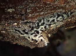 Attēlu rezultāti vaicājumam “Cribraria violacea”