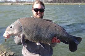 Image result for Ictiobus niger