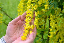 Attēlu rezultāti vaicājumam “Laburnum”