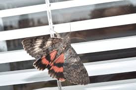 Attēlu rezultāti vaicājumam “Catocala sponsa”