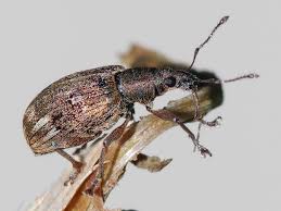 Attēlu rezultāti vaicājumam “Polydrusus tereticollis”