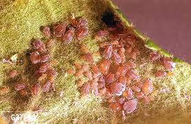 Attēlu rezultāti vaicājumam “Rhopalosiphum oxyacanthae”