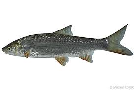 Image result for Chondrostoma nasus