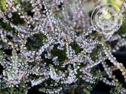 Attēlu rezultāti vaicājumam “Calluna vulgaris flower”