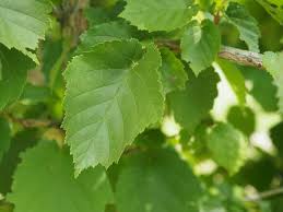 Attēlu rezultāti vaicājumam “Corylus colurna”