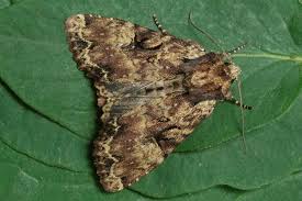 Attēlu rezultāti vaicājumam “Apamea epomidion”