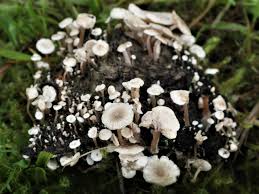 Attēlu rezultāti vaicājumam “Collybia cirrhata”