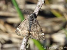 Attēlu rezultāti vaicājumam “Boudinotiana notha”