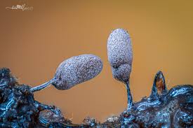 Attēlu rezultāti vaicājumam “Comatricha sp.”