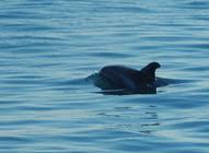 Image result for Lagenorhynchus albirostris