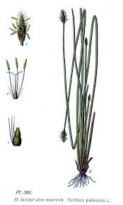 Attēlu rezultāti vaicājumam “Eleocharis uniglumis fruit”