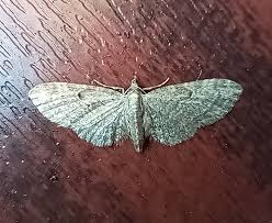 Attēlu rezultāti vaicājumam “Eupithecia tenuiata”