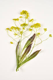 Image result for Isatis tinctoria