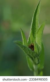 Attēlu rezultāti vaicājumam “Centaurea stoebe bud”