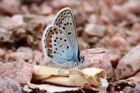 Attēlu rezultāti vaicājumam “Plebejus argus”