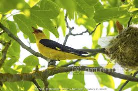 Attēlu rezultāti vaicājumam “Oriolus oriolus male”