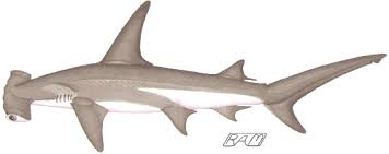 Image result for Sphyrna