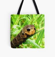 Attēlu rezultāti vaicājumam “Deilephila elpenor larva”