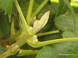 Attēlu rezultāti vaicājumam “Juglans cinerea fruit”