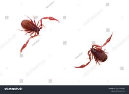 Attēlu rezultāti vaicājumam “Chelifer cancroides”