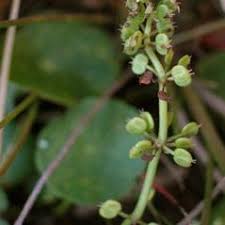 Attēlu rezultāti vaicājumam “Hydrocotyle vulgaris fruit”