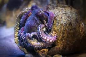 Image result for Octopus vulgaris
