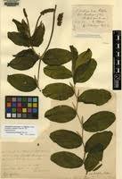 Attēlu rezultāti vaicājumam “Potamogeton praelongus”