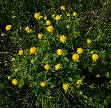 Attēlu rezultāti vaicājumam “Trollius europaeus leaf”
