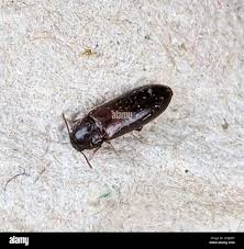 Attēlu rezultāti vaicājumam “Melandryidae”