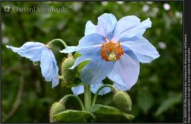 Image result for Scheinmohn