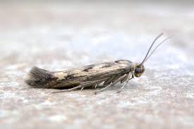 Attēlu rezultāti vaicājumam “Scythris limbella”