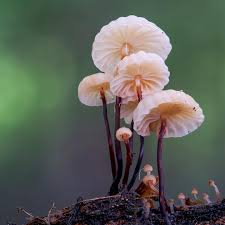 Attēlu rezultāti vaicājumam “Cribraria violacea macro”