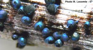 Attēlu rezultāti vaicājumam “Lamproderma pulchellum”