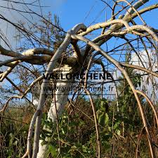 Attēlu rezultāti vaicājumam “Betula pendula Youngii”
