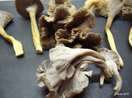 Attēlu rezultāti vaicājumam “Pseudocraterellus”