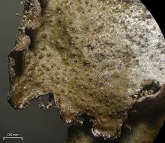 Attēlu rezultāti vaicājumam “Melanohalea olivacea”