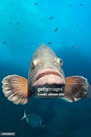 Image result for Epinephelus marginatus