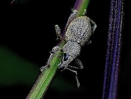 Attēlu rezultāti vaicājumam “Cantharis rustica imago”