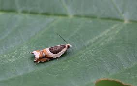 Attēlu rezultāti vaicājumam “Ancylis badiana”